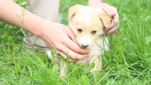 Filhote de cachorro lambendo mão — Vídeo de Stock