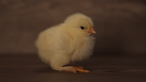 Kleine gele kip — Stockvideo