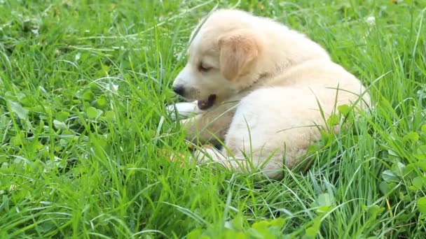 Filhote de cachorro deitado no gramado — Vídeo de Stock