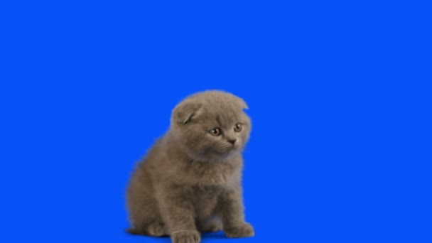 Очаровательный шотландский котенок — стоковое видео