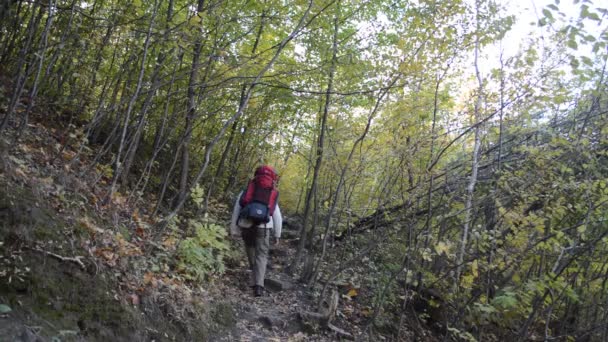 Hombre con mochila en el bosque — Vídeos de Stock