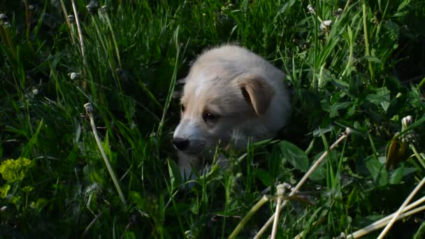 Filhote de cachorro na grama — Vídeo de Stock