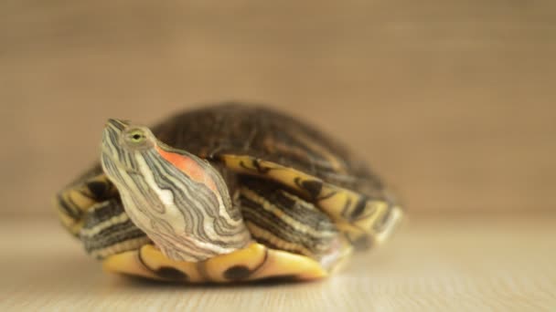 Turtle  hiding head — Stock Video