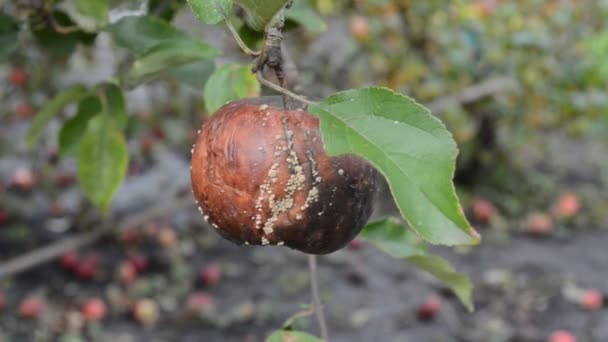 Rotten apple med mögel — Stockvideo