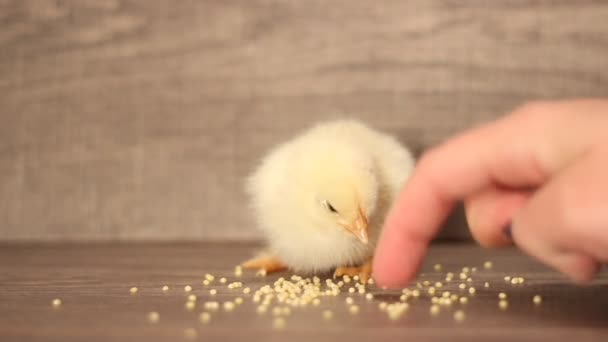 Söta gula kyckling — Stockvideo