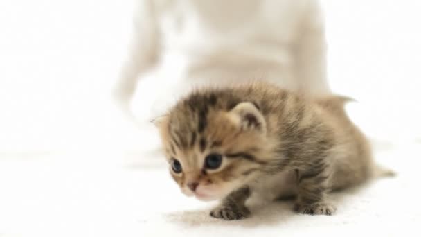 Gatito divertido maullando olfateando — Vídeo de stock