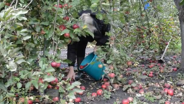 Mujer recogiendo manzanas — Vídeos de Stock