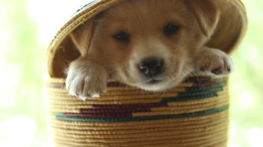 Köpek yavrusu renk bir hasır sepet içinde oturur