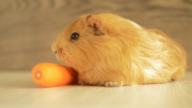 Havuç ile komik hamster