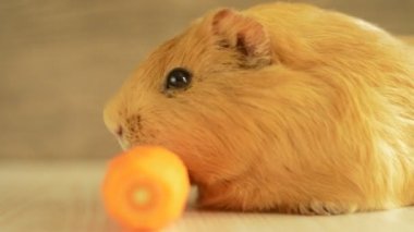 Havuç ile komik hamster