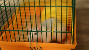 Bir havuç yiyen sıçan