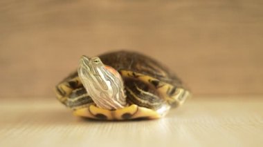 Tek kaplumbağa arıyor