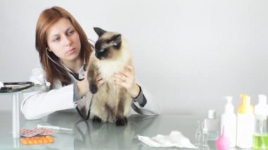 kadın veteriner muayene kedi