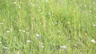 Otlar ile güzel alan