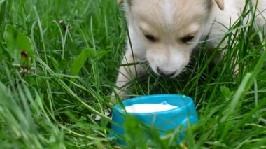 Köpek yavrusu içecek süt