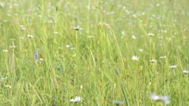 Otlar ile güzel alan