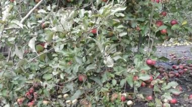 orchard elma ağacı