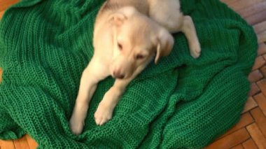 Yemek için köpek yavrusu çalışan