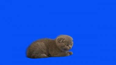 Çok güzel İskoç yavru kedi