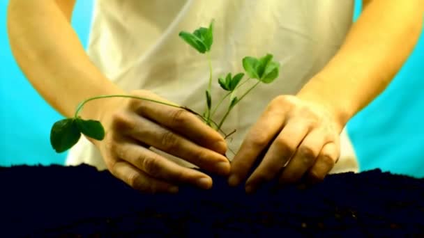 Hände pflanzen Sprossen — Stockvideo