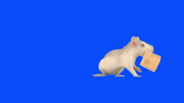 Råtta med en ost — Stockvideo