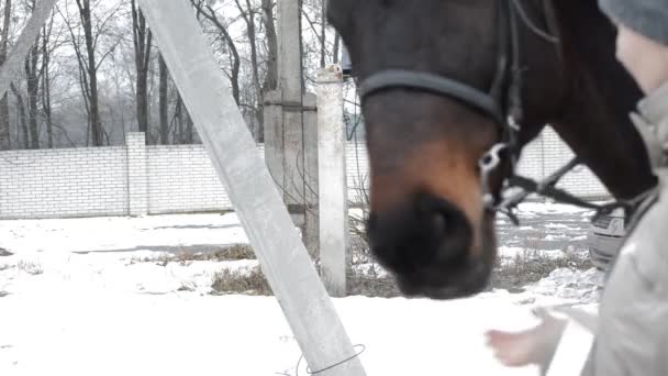 Frau füttert Pferd — Stockvideo