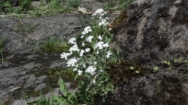 Witte lentebloemen — Stockvideo