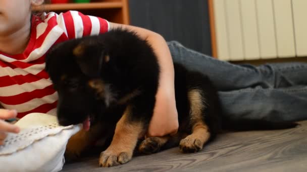 Chica con un cachorro — Vídeo de stock