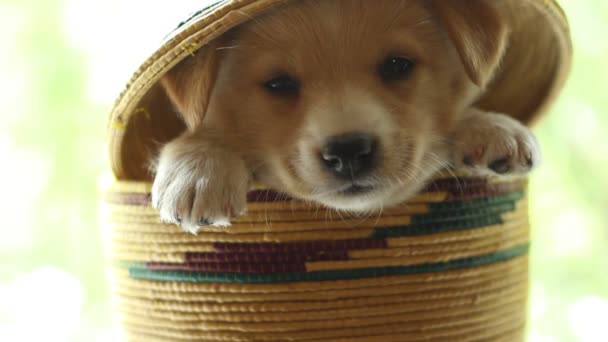 Köpek yavrusu renk bir hasır sepet içinde oturur — Stok video