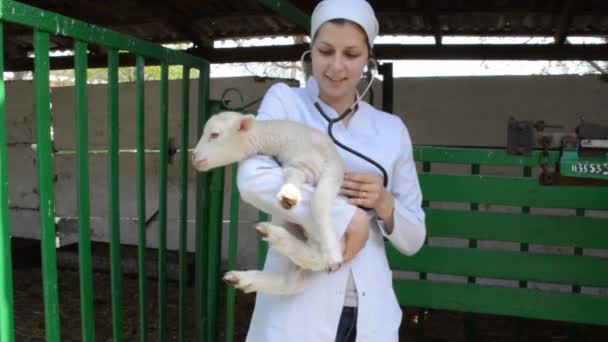 Veterinarian checking lamb — Stock Video