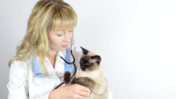 Veterinaire met kat — Stockvideo