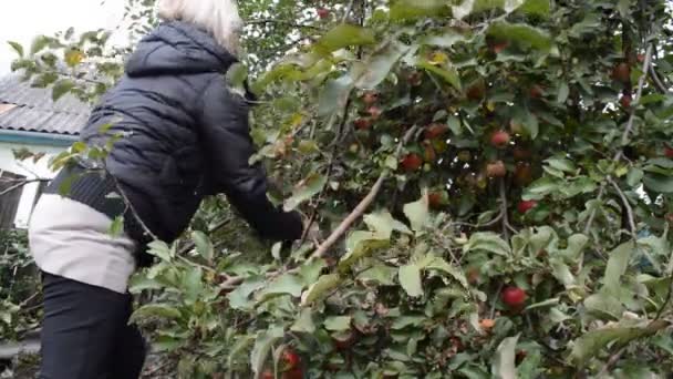 Жінка збирання яблук — стокове відео