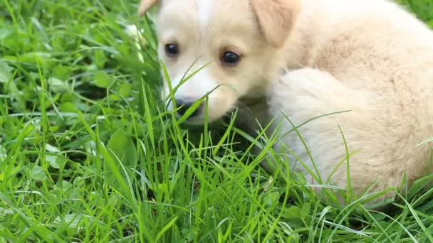 Chiot couché sur la pelouse 