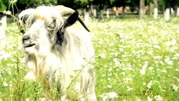 Fluffy goat — Stock Video