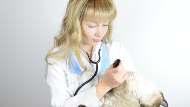 Ветеринар с котом — стоковое видео