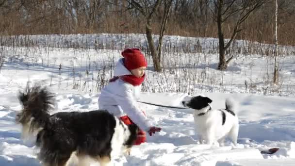 Kız köpeklerle oynuyor. — Stok video