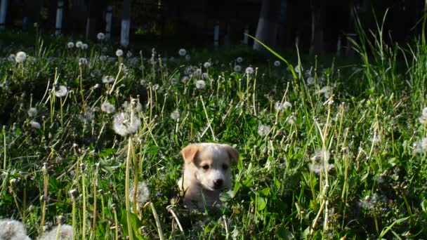 Cucciolo in denti di leone — Video Stock