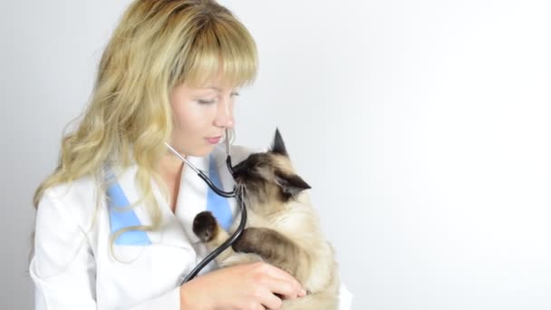 Veterinario con gato — Vídeos de Stock