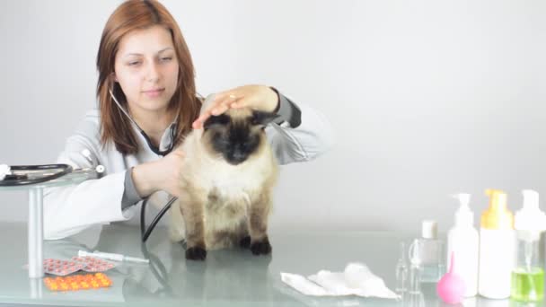 Ženské vet vyšetřující kočka — Stock video