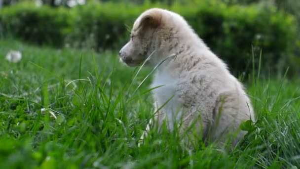 Filhote de cachorro na grama — Vídeo de Stock