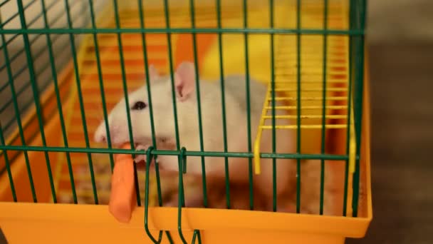 Rat eten een wortel — Stockvideo