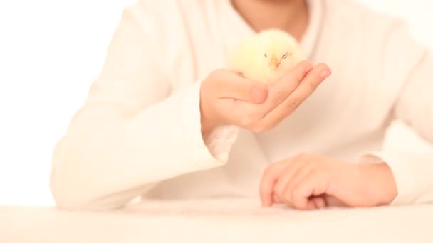 Girl playing with chicken — Stock Video