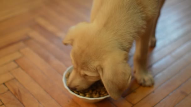 Cão come comida — Vídeo de Stock