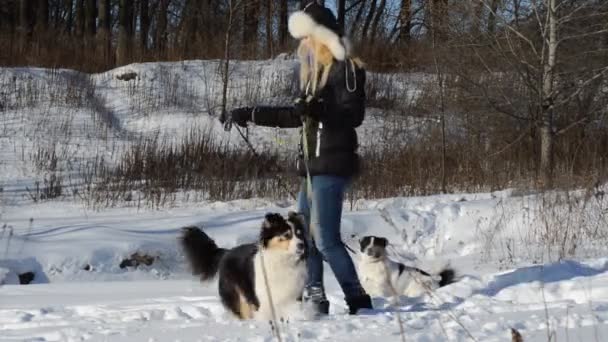 Красива дівчина грає з собаками — стокове відео