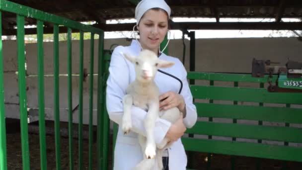 Veterinární kontrola jehněčí — Stock video