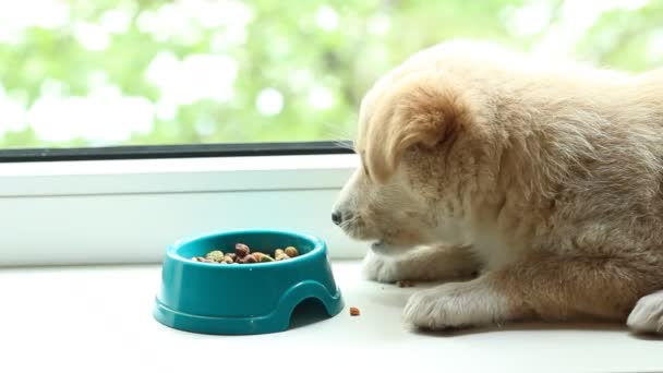 Anak anjing lucu sedang makan makanan kering — Stok Video