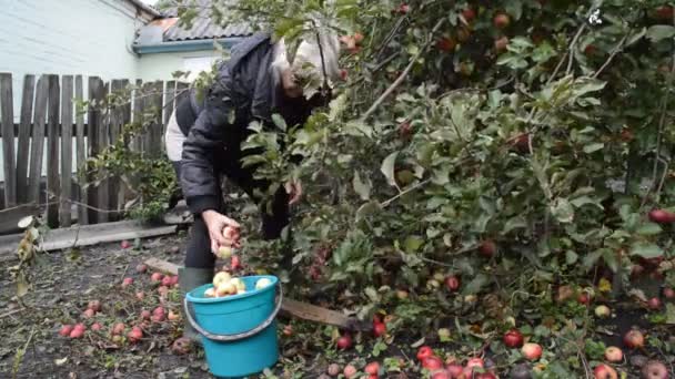 Kadın toplama elma — Stok video
