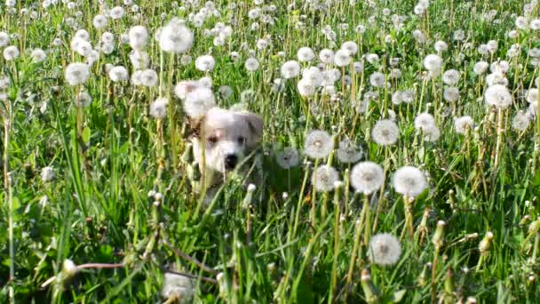 Dandelions içinde köpek yavrusu — Stok video