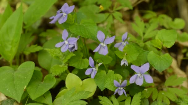 Lentebloemen bloeien — Stockvideo