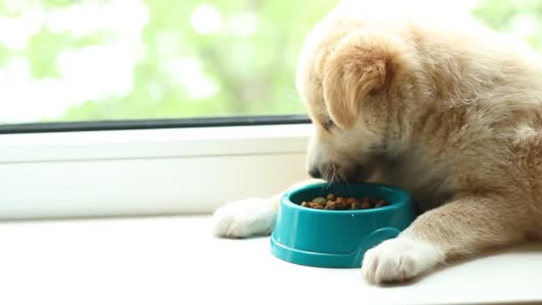 Милый щенок ест сухую пищу — стоковое видео